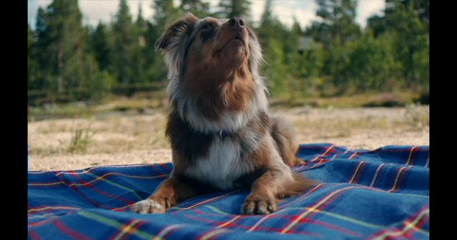 Hund ligger på teppe ute på strand