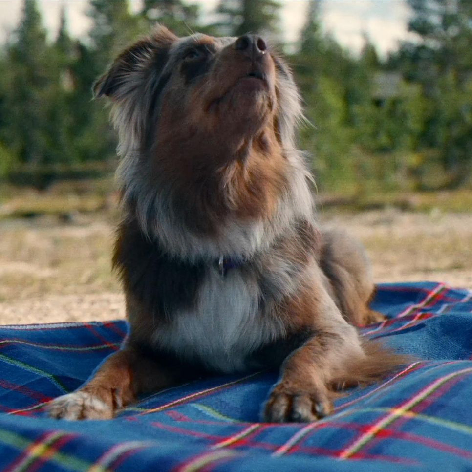 Hund ligger på teppe ute på strand