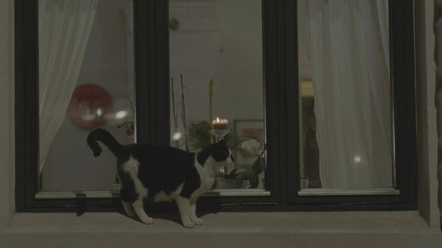 Svart og hvit katt ser inn i leilighet fra vinduskarm ute