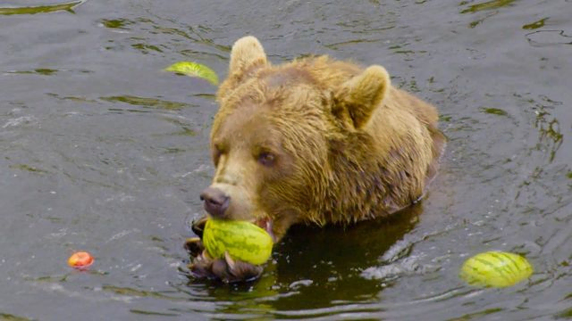 BJørn i vann spiser vannmelon